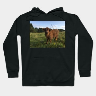 Scottish Highland Cattle Calf 1526 Hoodie